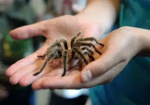 Exploring the Common Types of Phobias in Kids