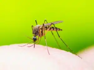 Spread of Disease by Insects